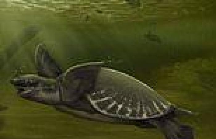 Fossil found in Melbourne suggests pig-nosed turtle arrived in Australia five ...