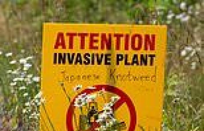 Invasive plants like Japanese knotweed and Himalayan Balsam are destroying ...
