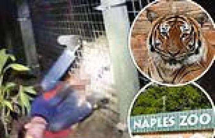 Video shows Florida cop shoot dead tiger that seized cleaner's arm after trying ...
