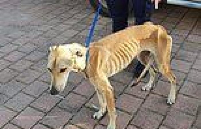 RSPCA prosecutes WA couple of animal cruelty after two dogs found chained up ...