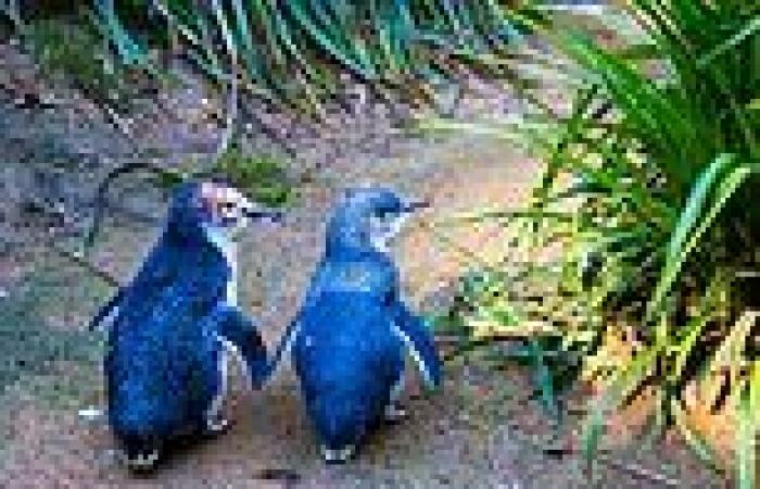 Seventeen Tasmanian little fairy penguins killed after dog mauled them to death
