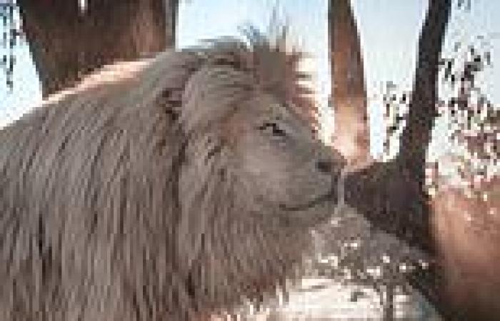 Majestic white lion with immaculate head of hair is a hit at South African ...