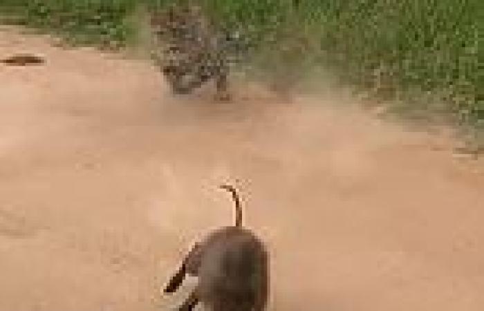 Piglets have lucky escape when leopard springs out to ambush warthog family in ...