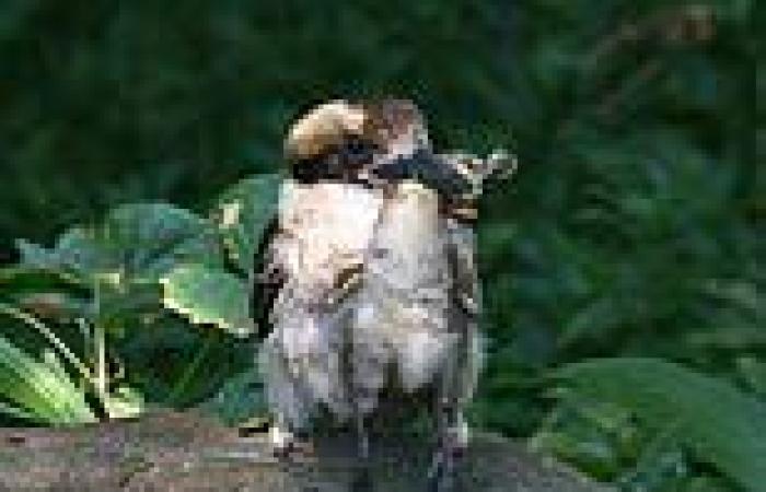 Australian wildlife: How much can a kookaburra eat - this one downs a whole ...