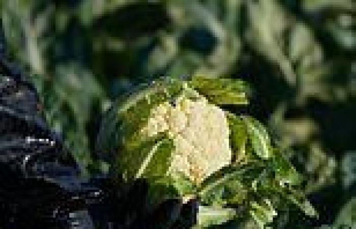 Tesco set to slash price of cauliflower after winter vegetables that flowered ...