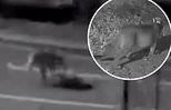 California doorbell cam captures two mountain lions fighting to the death on ...