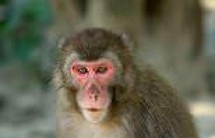 Japan's Monkey Queen could lose her title amid mating season, experts say