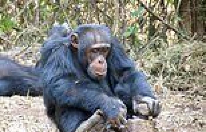 Chimpanzees do not automatically know what to do when they come across nuts