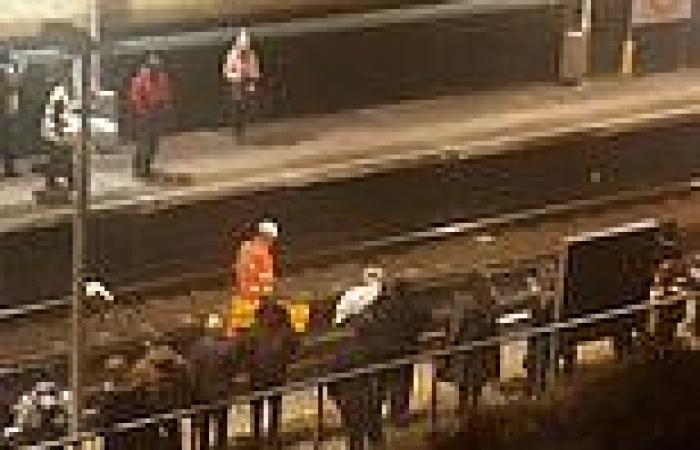 Injured swan on the line causes hours of delays for rush-hour commuters at ...