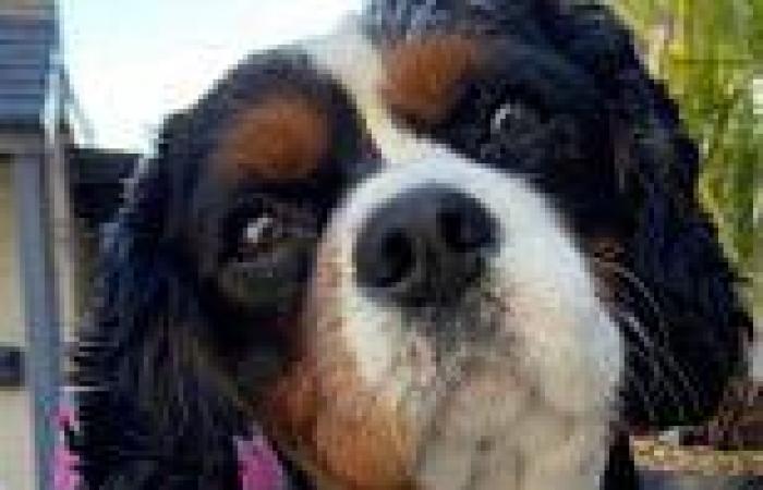 Dog owners claim their beloved Cavalier King Charles Spaniel Duke was killed by ...