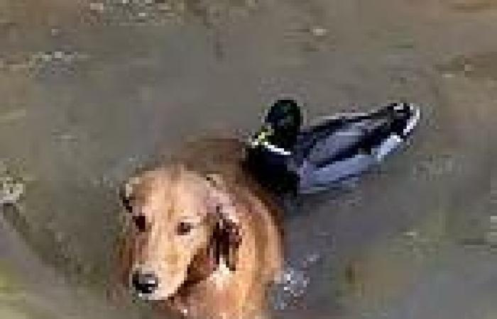 Feisty duck chases water-loving golden retriever out of its pond in Missouri ...