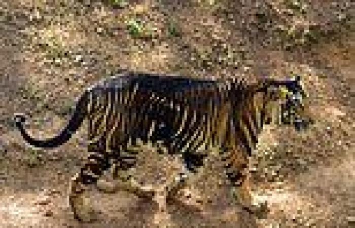 Ultra-rare BLACK tigers are captured on camera in India