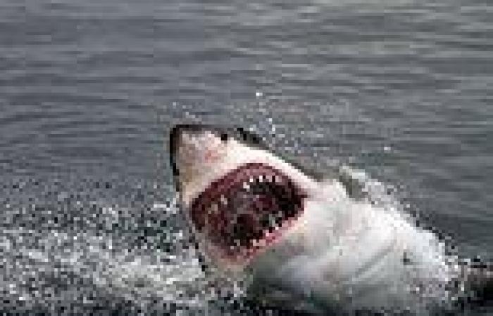 Shark attacks in Australia on the rise as predators move close to beaches