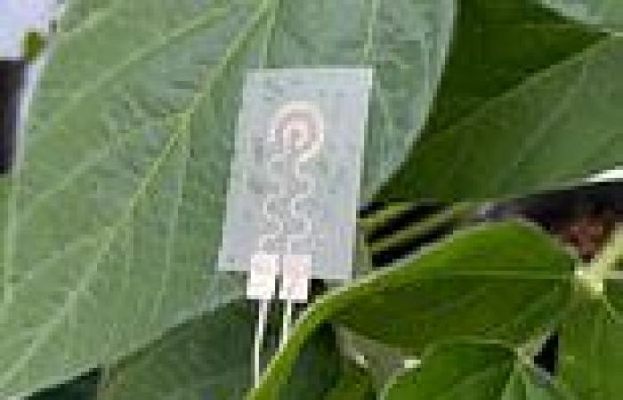 New 'smartwatch for plants' monitors water content in leaves
