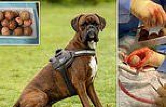 Ben the boxer dog is rushed into emergency surgery after swallowing 16 golf ...