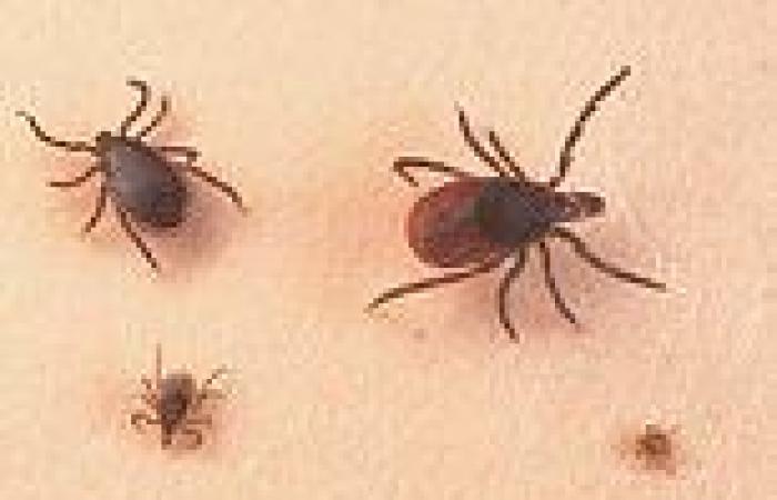 Sunday 8 May 2022 01:14 AM GPs urged to spot the early signs of Lyme disease trends now