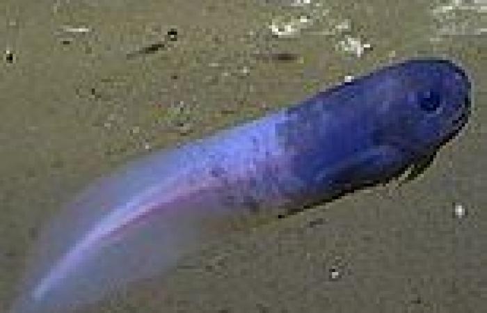 Tuesday 10 May 2022 07:14 AM Indian Ocean, Western Australia: Explorers discover deepest fish ever caught ... trends now