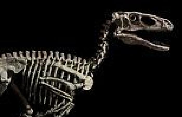 Friday 13 May 2022 12:29 PM Skeleton of a dinosaur that inspired the 'raptor' in Jurassic Park sells for ... trends now
