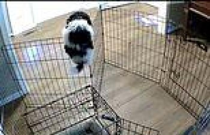 Sunday 15 May 2022 05:13 PM The canine Houdini! Moment genius dog escaped from his pen after skillfully ... trends now