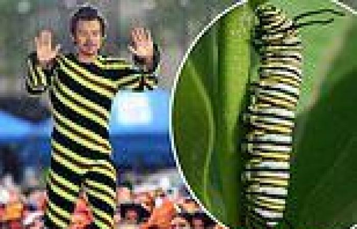 Thursday 19 May 2022 03:43 PM Harry Styles wears a green striped jumpsuit reminiscent of a caterpillar trends now