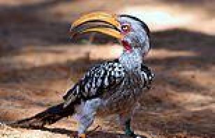 Thursday 19 May 2022 05:13 AM Yellow-billed hornbill that shot to fame in The Lion King is being wiped out by ... trends now