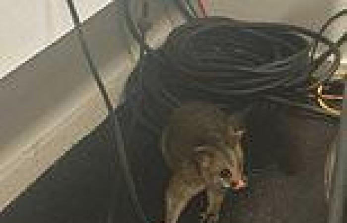sport news Cooper Cronk gets almighty scare after POSSUM makes its way into commentary box ... trends now