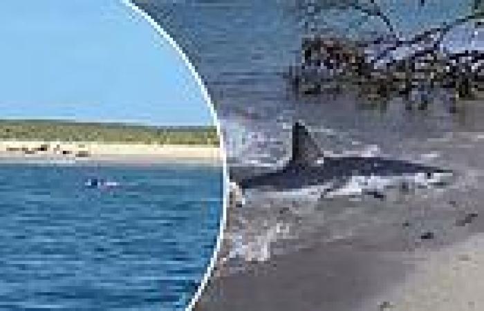 Wednesday 1 June 2022 10:28 PM Great white shark tears apart seal in front of horrified tourists off Nantucket ... trends now