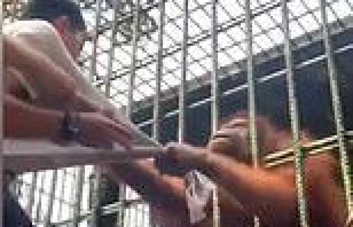 Wednesday 8 June 2022 05:31 PM Moment orangutan GRABS screaming teenage zoo visitor through cage and refuses ... trends now