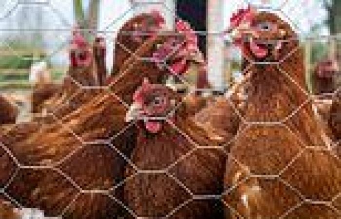 Friday 10 June 2022 11:04 PM Backyard chicken farms are linked to salmonella outbreak that has infected 200 ... trends now