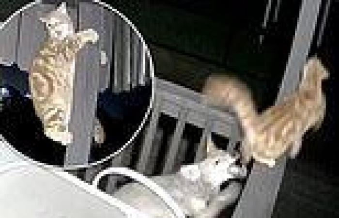Saturday 11 June 2022 06:43 PM Moment ginger tabby scales porch beam and clings on for dear life after facing ... trends now