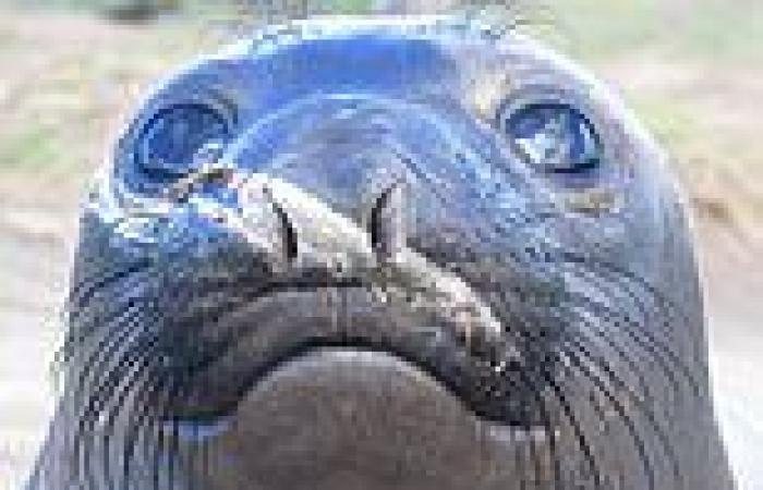 Monday 13 June 2022 08:13 PM Seals rely on their highly-developed WHISKERS to locate prey when hunting in ... trends now