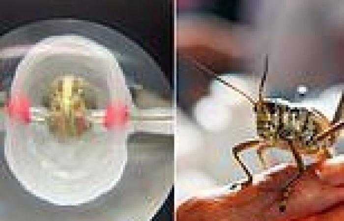 Wednesday 22 June 2022 10:23 PM Locusts can SMELL cancer: Scientists find insect's brains can detect three ... trends now