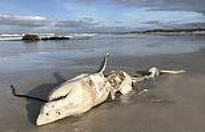 Thursday 30 June 2022 12:06 AM Pair of orcas have killed at least EIGHT Great White Sharks off the coast of ... trends now
