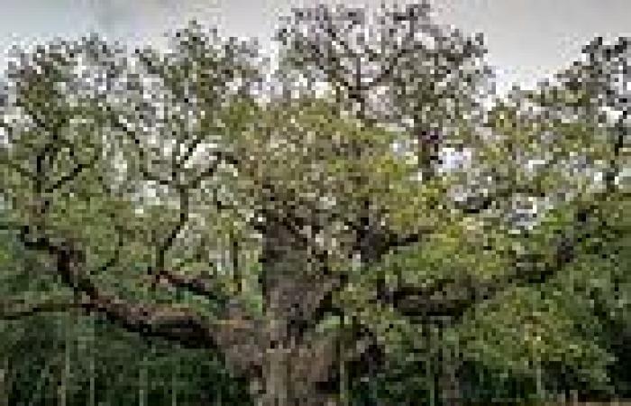 Thursday 30 June 2022 12:15 PM Charity calls for England's two million ancient trees to be given same ... trends now