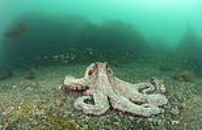 Friday 1 July 2022 11:30 AM 'Octopus boom' in British waters for first time in 70 years: Fishermen report ... trends now