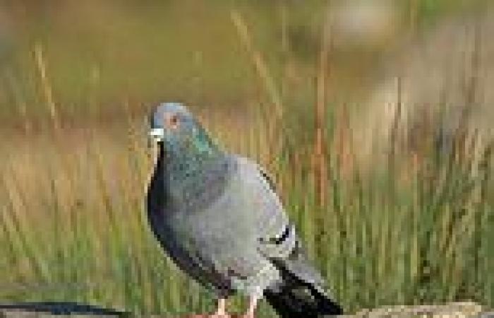 Friday 1 July 2022 04:09 PM Rare wild pigeons extinct in most of the world discovered living in parts of ... trends now