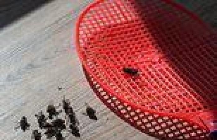Wednesday 6 July 2022 08:03 AM Think twice before killing that fly! Insects DO feel pain, scientists say trends now