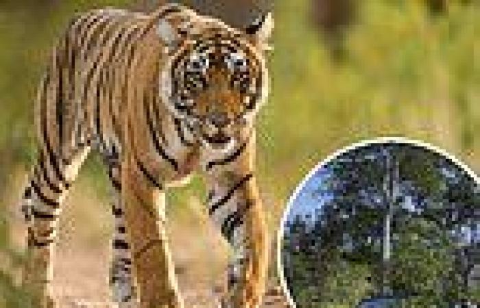 Tuesday 2 August 2022 05:36 PM Rangers in India use artificial intelligence to protect 'vulnerable' tigers ... trends now