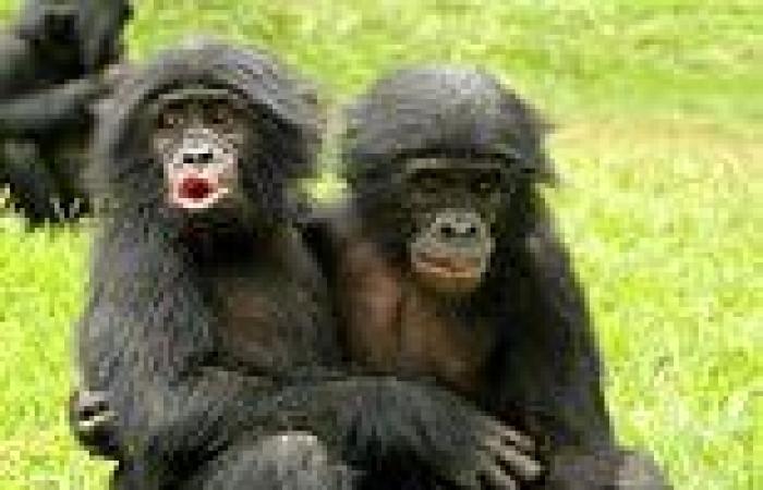 Friday 5 August 2022 04:52 PM Bonobos produce high-pitched 'baby-like' cries when they are attacked to ... trends now