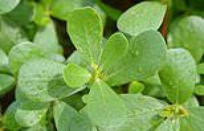 Friday 5 August 2022 07:07 PM Purslane is a 'SUPER PLANT' that holds the key to drought-resistant crops, ... trends now