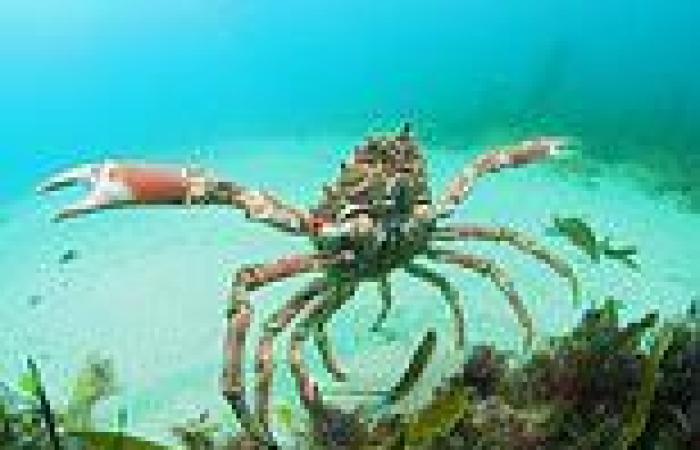 Tuesday 9 August 2022 03:13 PM Cornwall visitors told spider crabs are NOT dangerous after thousands gather in ... trends now