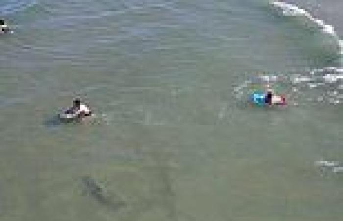 Tuesday 9 August 2022 06:58 AM Bone chilling drone footage shows shark swimming just FEET from unsuspecting ... trends now