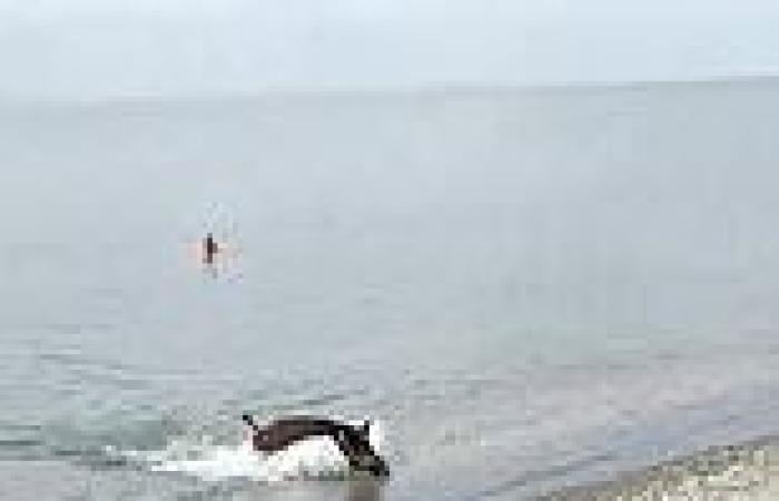 Wednesday 10 August 2022 09:13 PM VIDEO: Boar emerges from the sea at Costa del Sol beach trends now