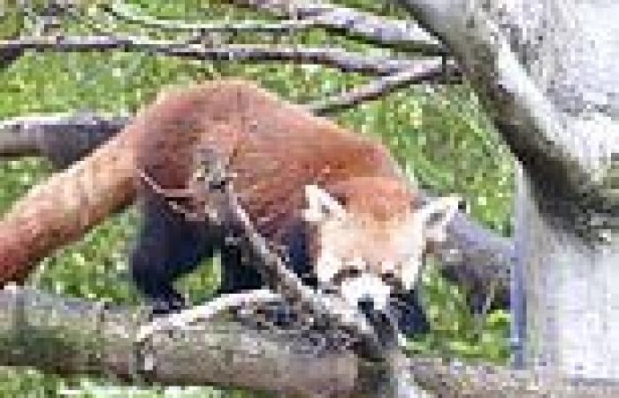 Sunday 14 August 2022 11:28 AM Red panda shot out of tree with tranquilliser after escaping Adelaide Zoo trends now