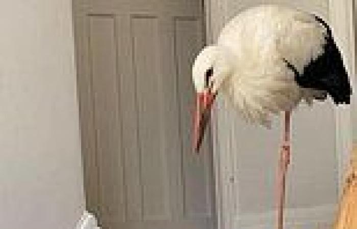 Sunday 14 August 2022 09:49 AM Family keeping door open in the heat are stunned when STORK wanders into their ... trends now