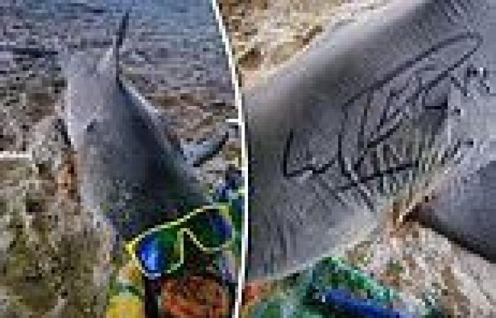 Wednesday 7 September 2022 11:29 PM Cops launch probe after seven-foot-long dead bull shark is found wearing ... trends now