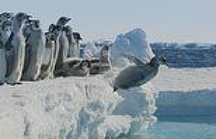 Sunday 11 September 2022 01:37 AM Penguin chicks fight for survival after trekking across Antarctic wastelands in ... trends now