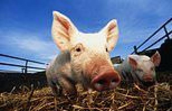 Tuesday 13 September 2022 07:10 PM Michigan fairgoer catches SWINE FLU after contact with sick pig trends now