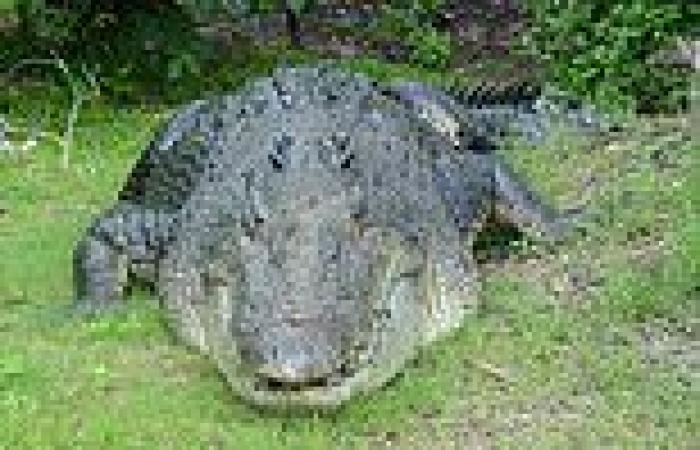 Wednesday 14 September 2022 01:20 AM Queensland issues warning about massive 'problem' crocodiles stalking boats and ... trends now