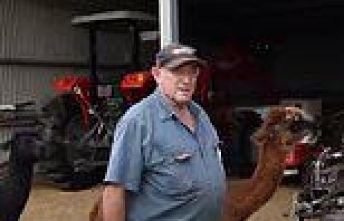 Wednesday 14 September 2022 01:56 AM Albany WA: Killer kangaroo kept paramedics from saving alpaca breeder Peter ... trends now
